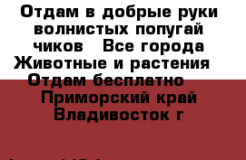 Отдам в добрые руки волнистых попугай.чиков - Все города Животные и растения » Отдам бесплатно   . Приморский край,Владивосток г.